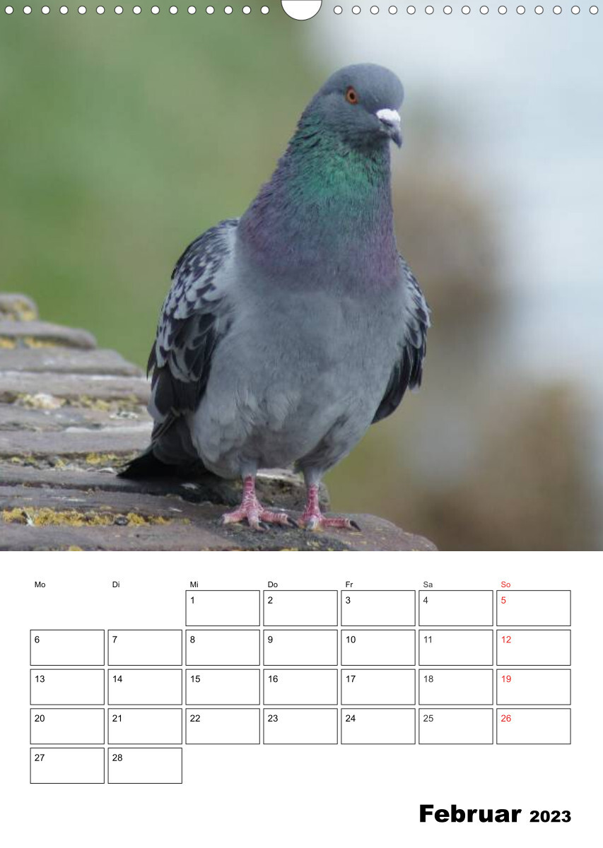 Tauben Terminplaner (Wandkalender 2023 DIN A3 hoch)