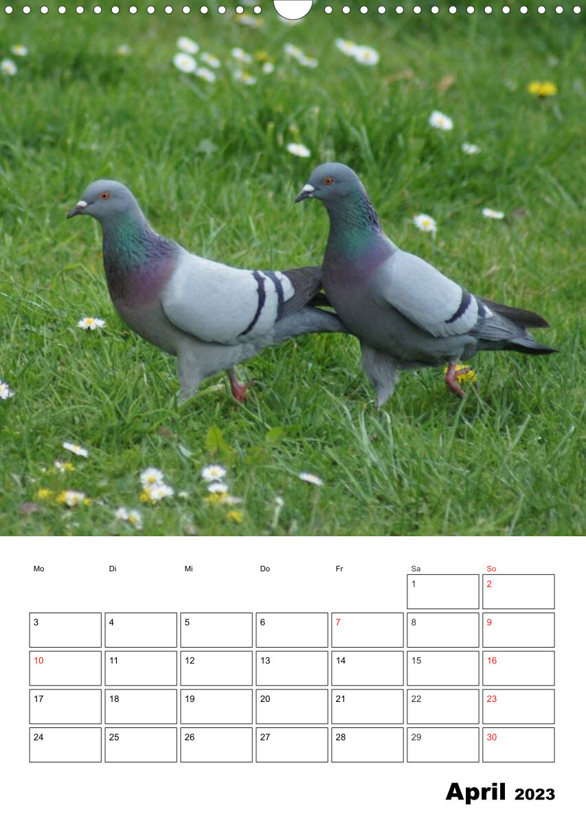 Tauben Terminplaner (Wandkalender 2023 DIN A3 hoch)