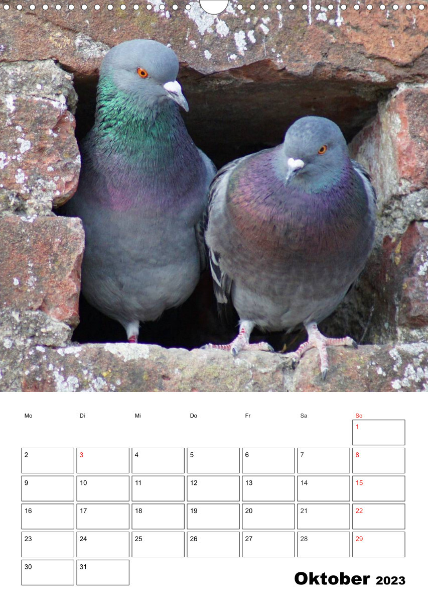 Tauben Terminplaner (Wandkalender 2023 DIN A3 hoch)