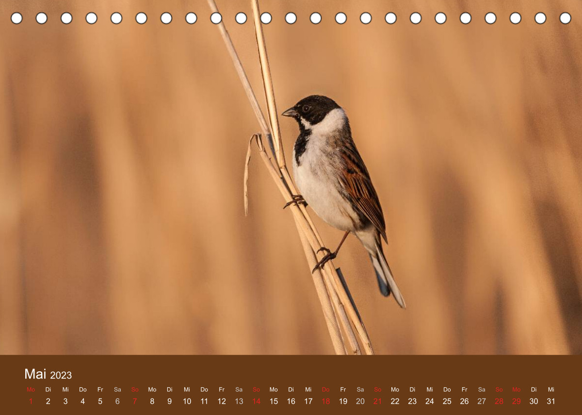 Der Federsee - Vogelparadies in Oberschwaben (Tischkalender 2023 DIN A5 quer)