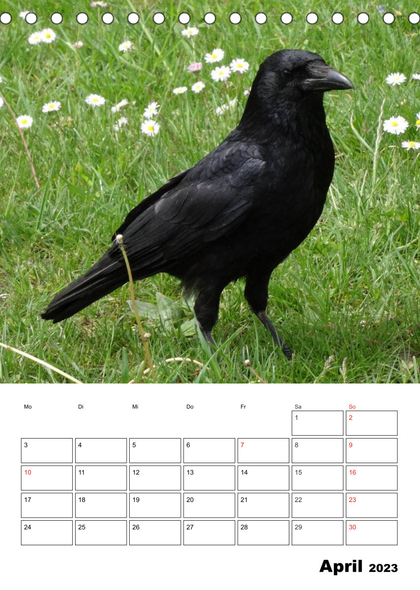Rabenvögel Terminplaner (Tischkalender 2023 DIN A5 hoch)