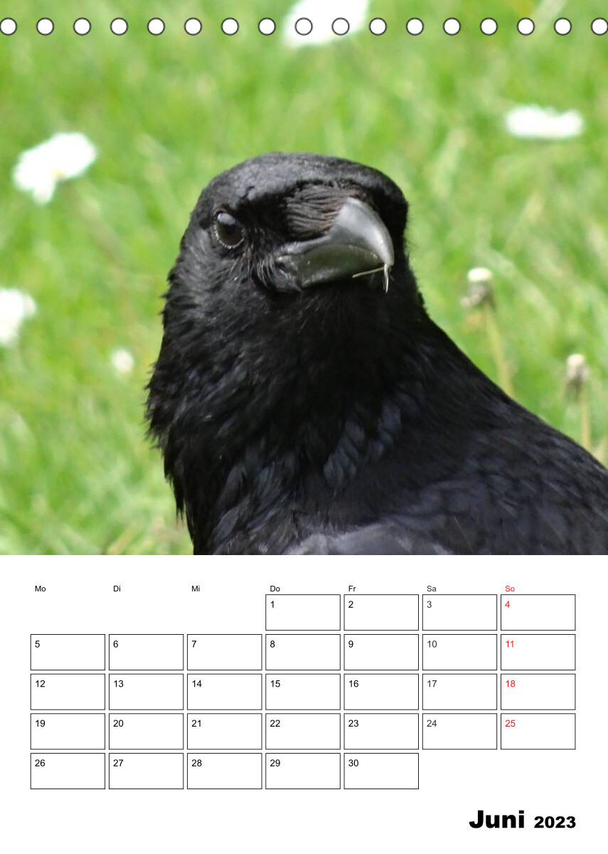 Rabenvögel Terminplaner (Tischkalender 2023 DIN A5 hoch)