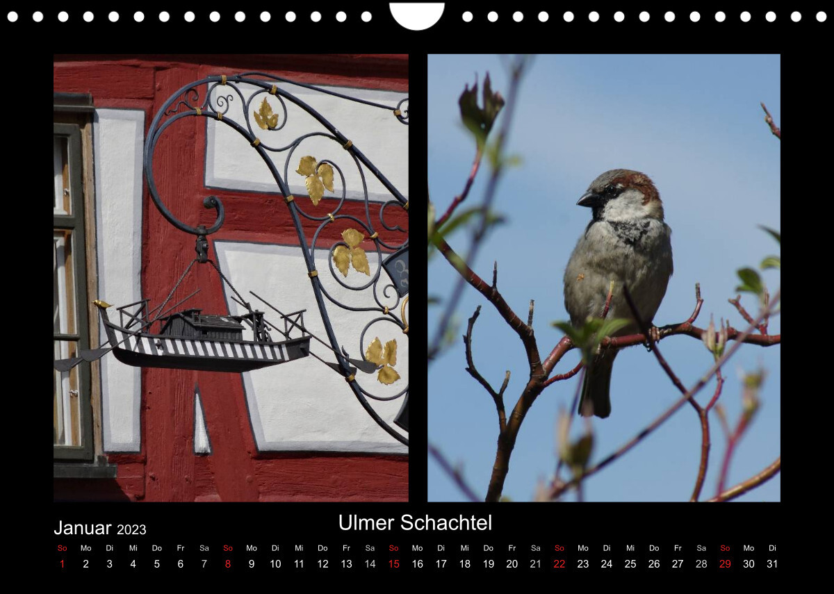 Ulmer Spatzen (Wandkalender 2023 DIN A4 quer)