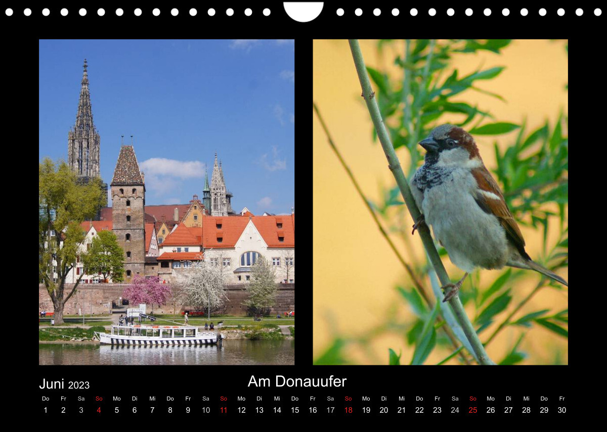 Ulmer Spatzen (Wandkalender 2023 DIN A4 quer)