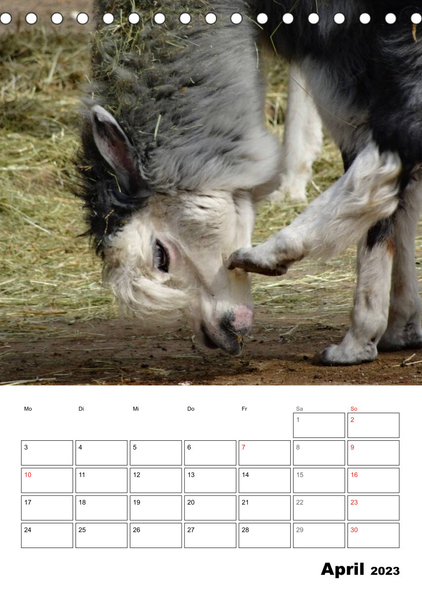 Alpaka und Lama Terminplaner (Tischkalender 2023 DIN A5 hoch)