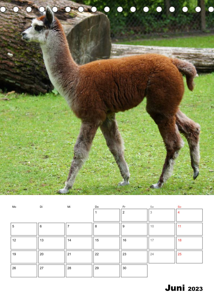 Alpaka und Lama Terminplaner (Tischkalender 2023 DIN A5 hoch)