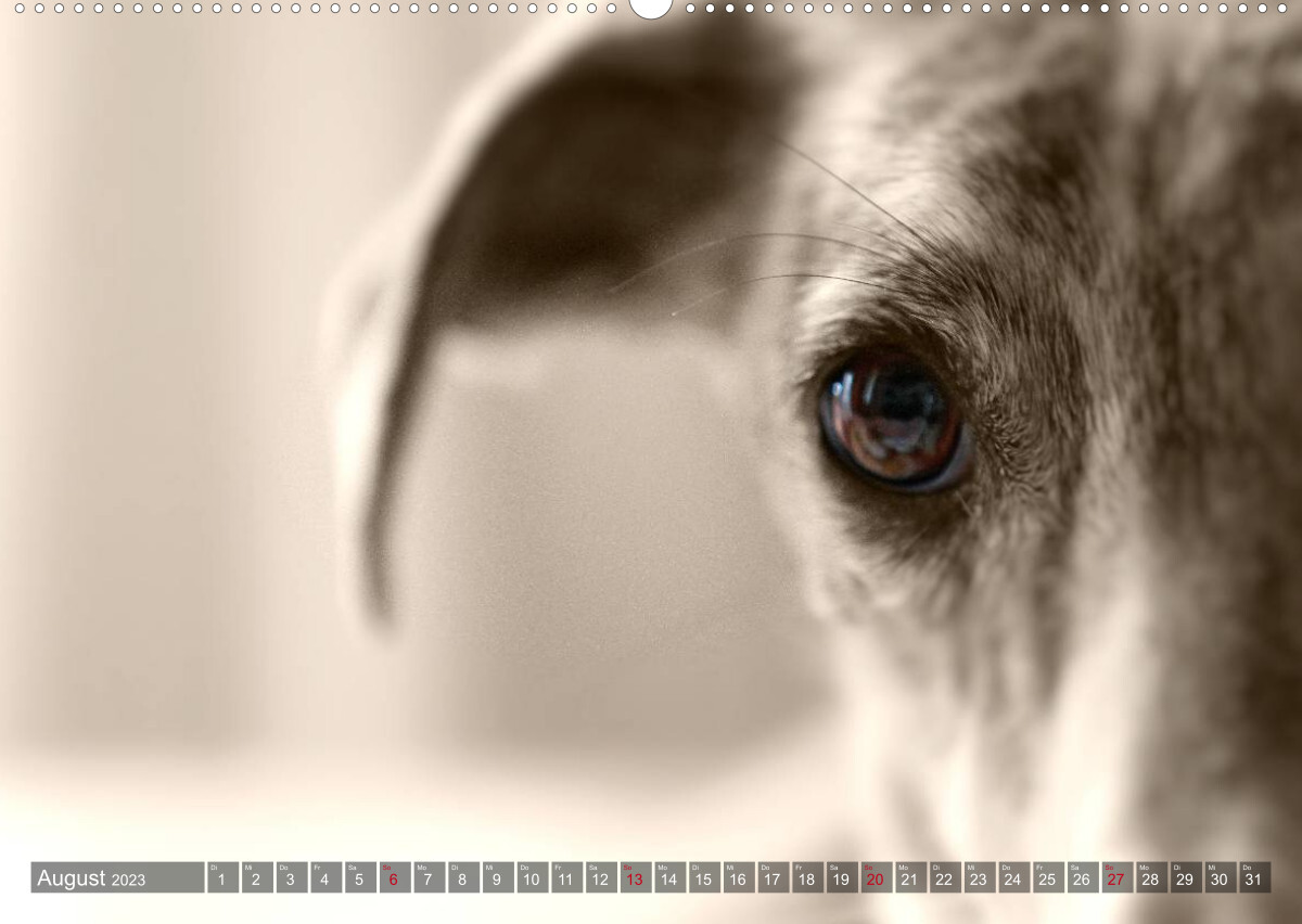 Galgo eye-catcher (Wandkalender 2023 DIN A2 quer)