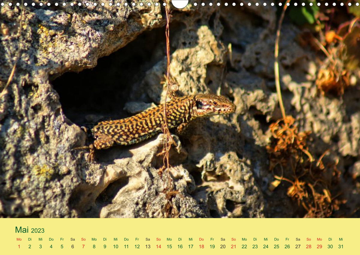 Flinke Eidechsen (Wandkalender 2023 DIN A3 quer)