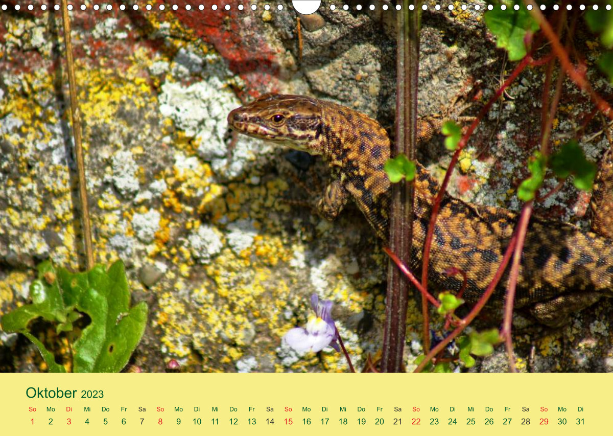 Flinke Eidechsen (Wandkalender 2023 DIN A3 quer)
