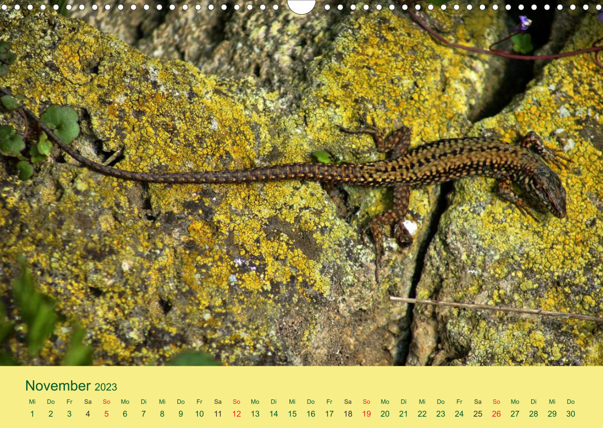 Flinke Eidechsen (Wandkalender 2023 DIN A3 quer)