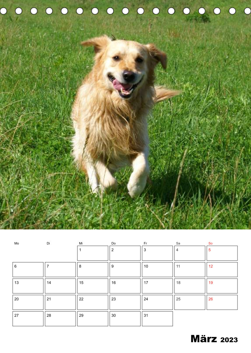 Glücklicher Golden Retriever (Tischkalender 2023 DIN A5 hoch)