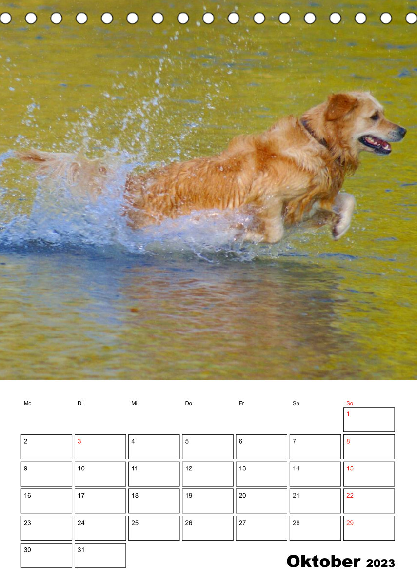 Glücklicher Golden Retriever (Tischkalender 2023 DIN A5 hoch)