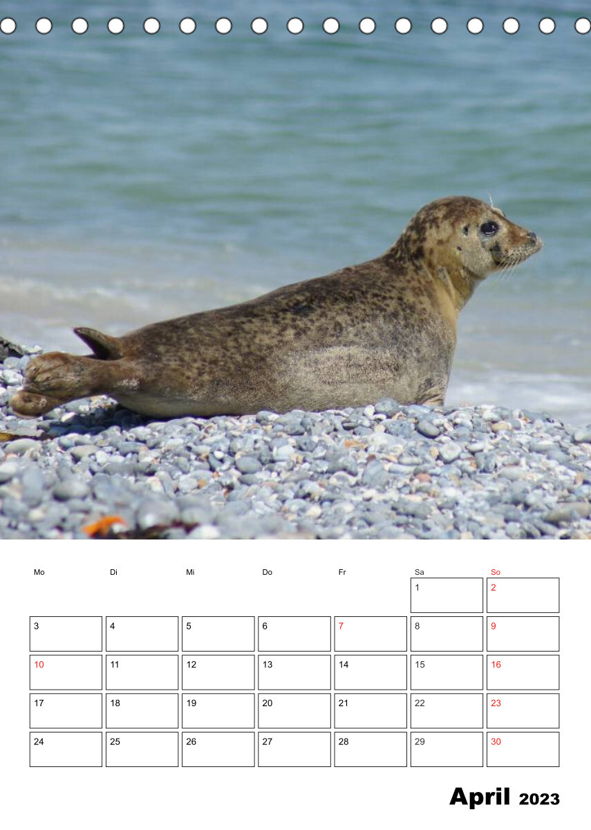 Liebenswerte Robben (Tischkalender 2023 DIN A5 hoch)