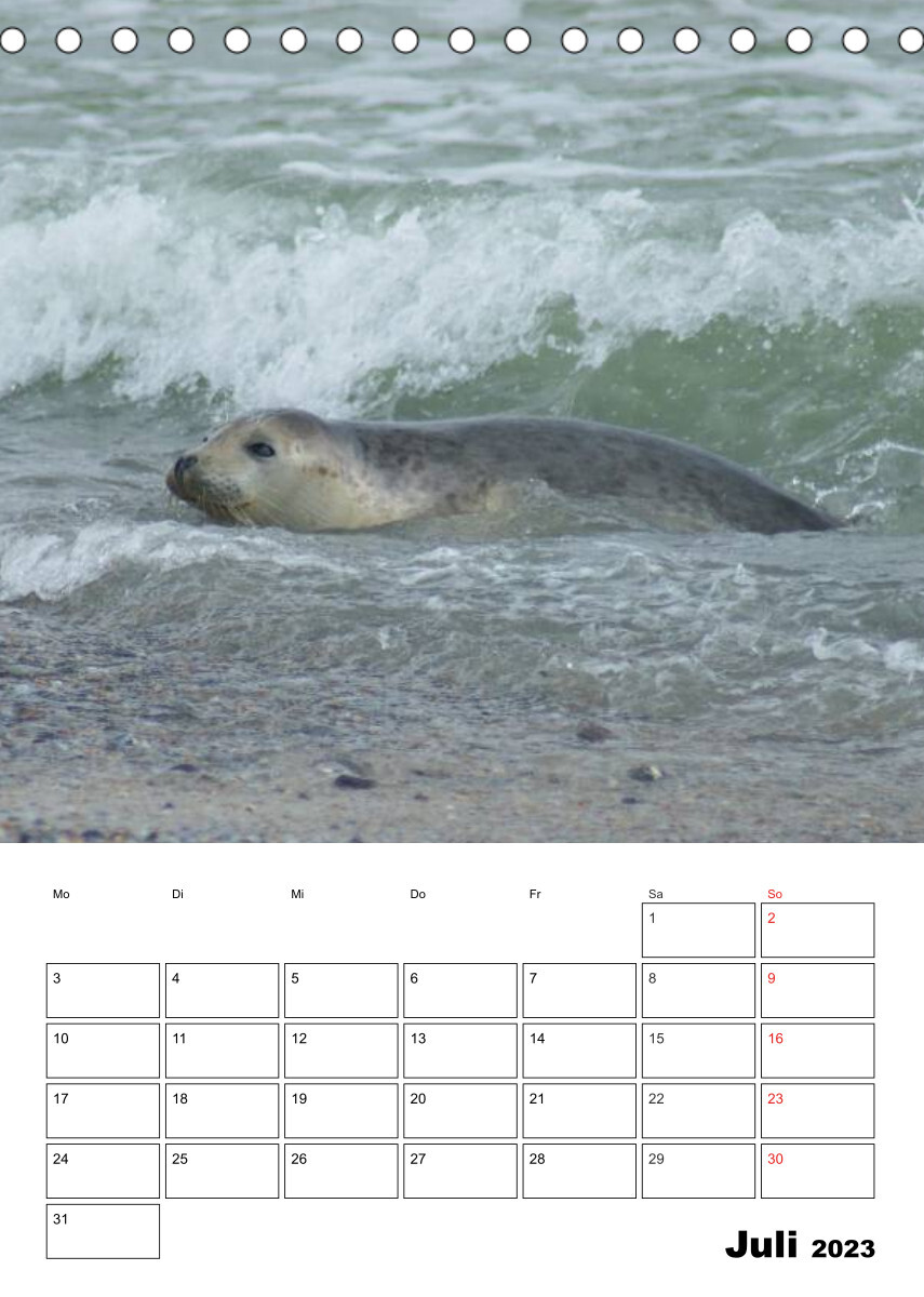 Liebenswerte Robben (Tischkalender 2023 DIN A5 hoch)