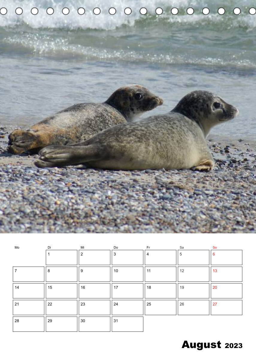 Liebenswerte Robben (Tischkalender 2023 DIN A5 hoch)