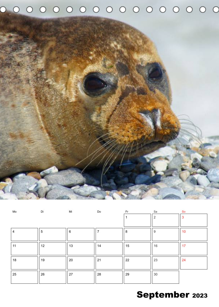 Liebenswerte Robben (Tischkalender 2023 DIN A5 hoch)