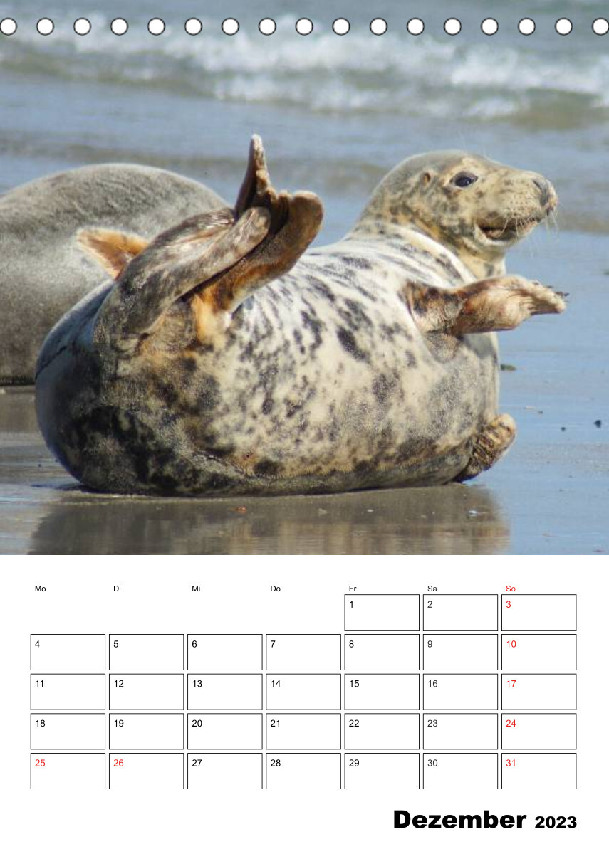 Liebenswerte Robben (Tischkalender 2023 DIN A5 hoch)