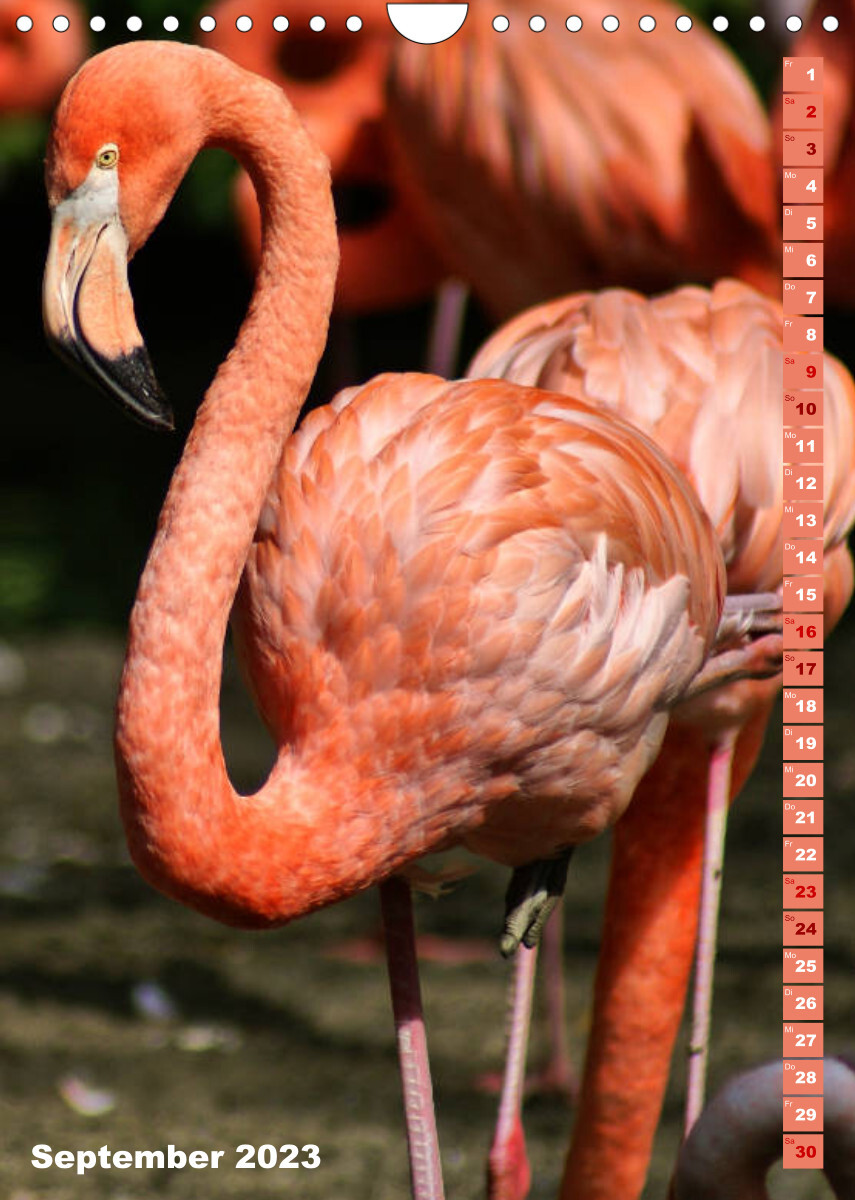 Rosarote Flamingo (Wandkalender 2023 DIN A4 hoch)