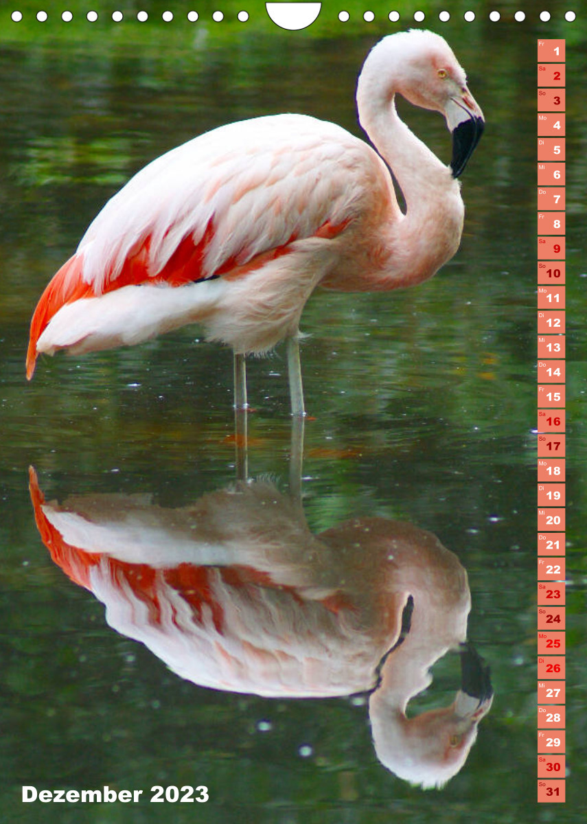 Rosarote Flamingo (Wandkalender 2023 DIN A4 hoch)
