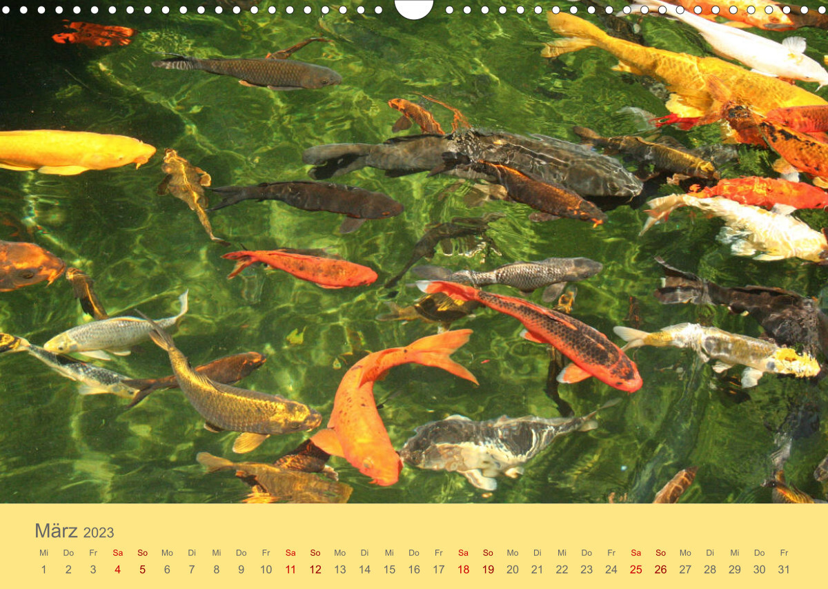 Die Pracht der NISHIKIGOI - Koi Karpfen (Wandkalender 2023 DIN A3 quer)