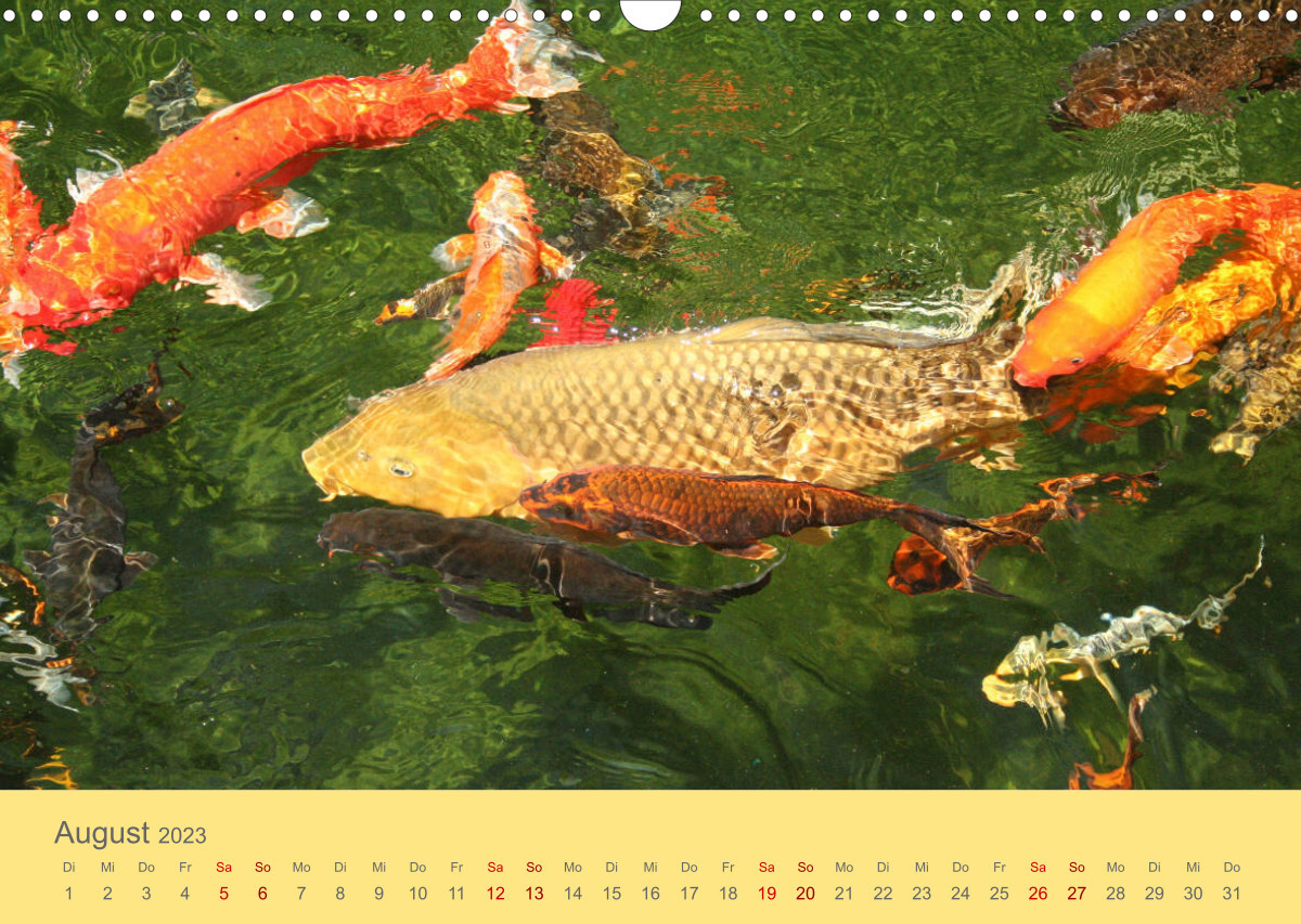 Die Pracht der NISHIKIGOI - Koi Karpfen (Wandkalender 2023 DIN A3 quer)