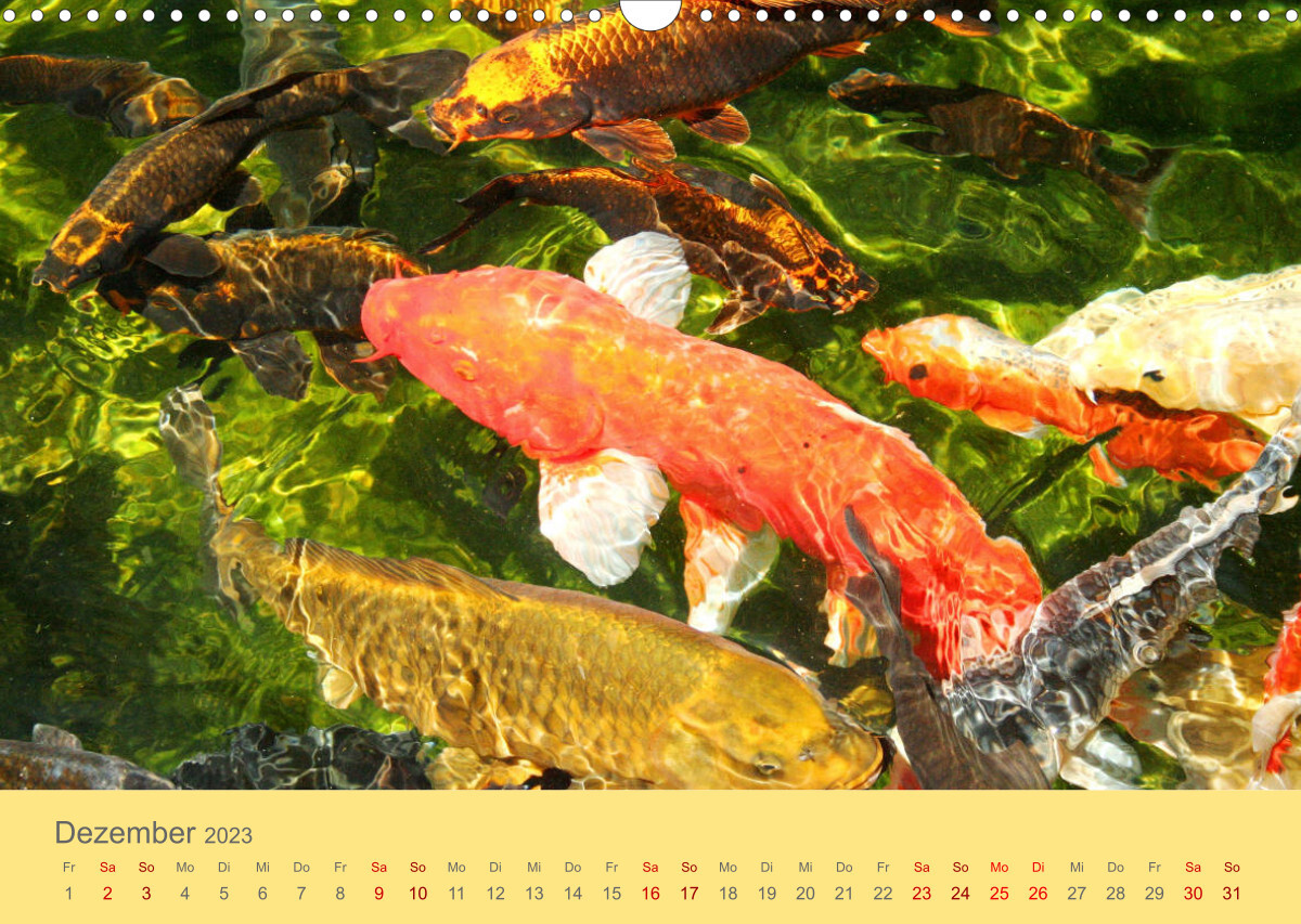 Die Pracht der NISHIKIGOI - Koi Karpfen (Wandkalender 2023 DIN A3 quer)