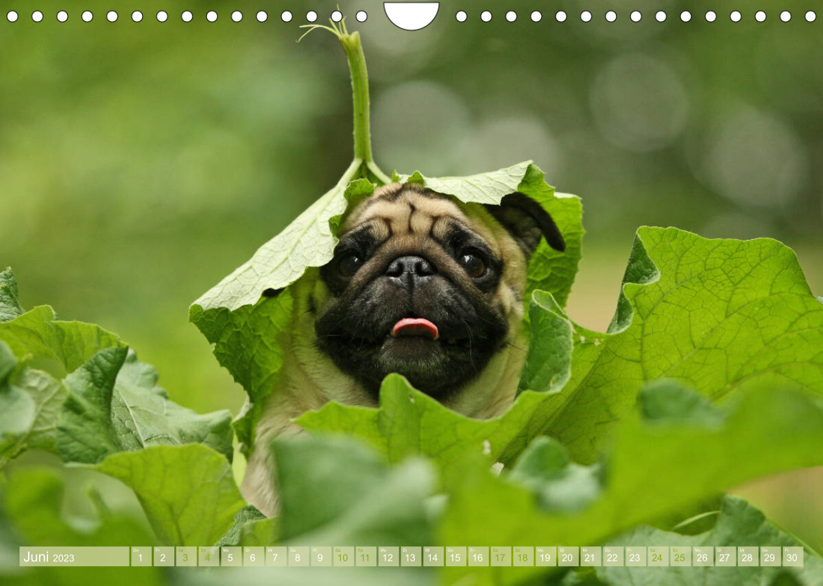 Lustige Möpse aus der Hundeknipserei (Wandkalender 2023 DIN A4 quer)
