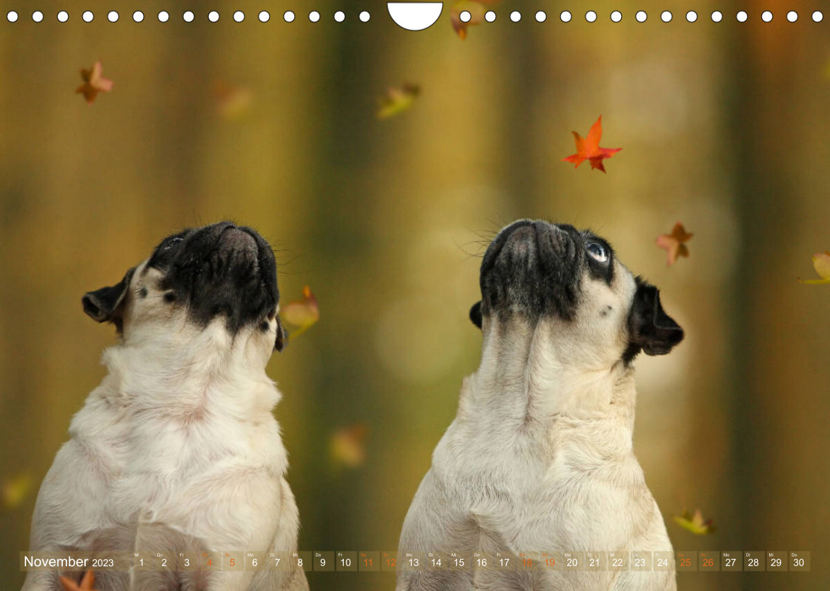 Lustige Möpse aus der Hundeknipserei (Wandkalender 2023 DIN A4 quer)