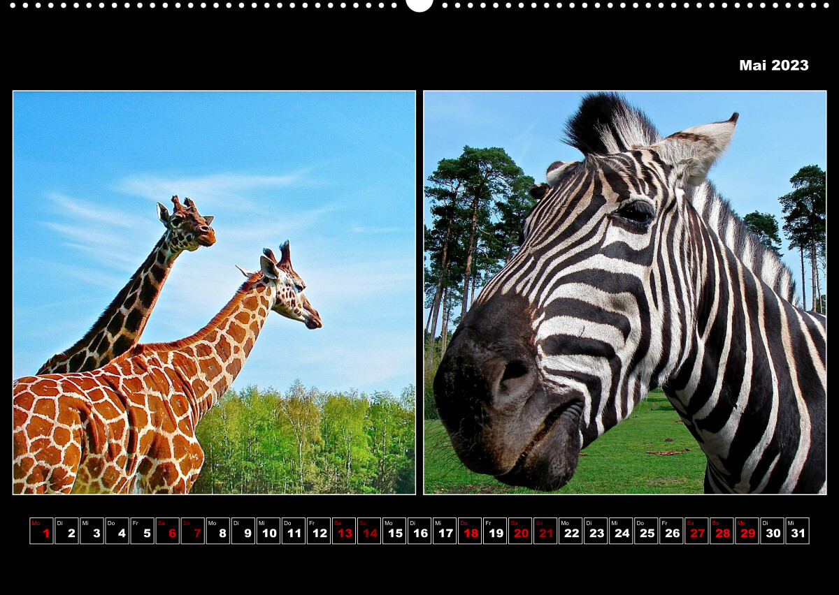 Tiere von Affe bis Zebra 2023 (Premium, hochwertiger DIN A2 Wandkalender 2023, Kunstdruck in Hochglanz)