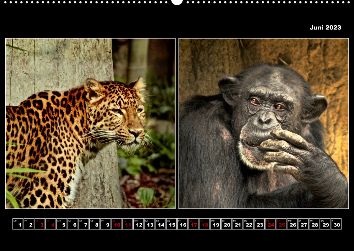 Tiere von Affe bis Zebra 2023 (Premium, hochwertiger DIN A2 Wandkalender 2023, Kunstdruck in Hochglanz)