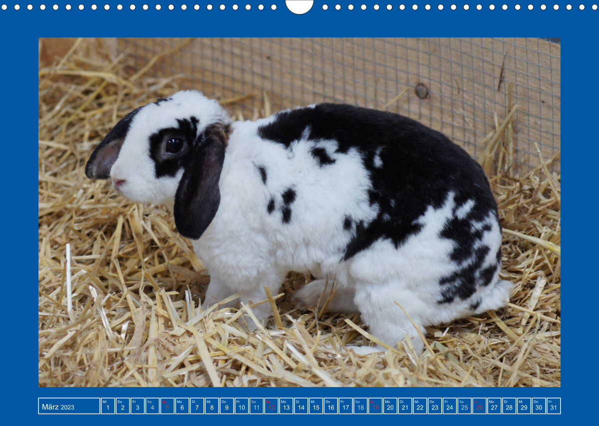 Niedliche Kaninchen (Wandkalender 2023 DIN A3 quer)