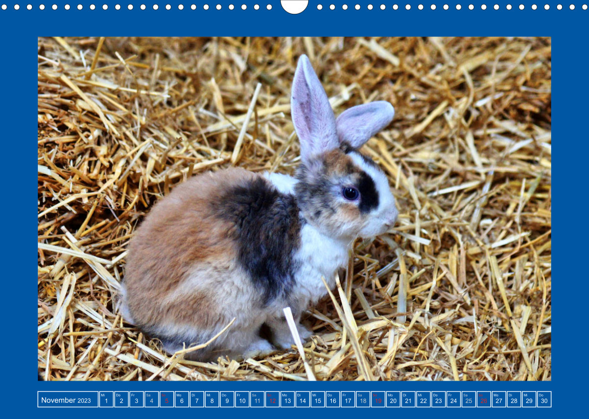 Niedliche Kaninchen (Wandkalender 2023 DIN A3 quer)
