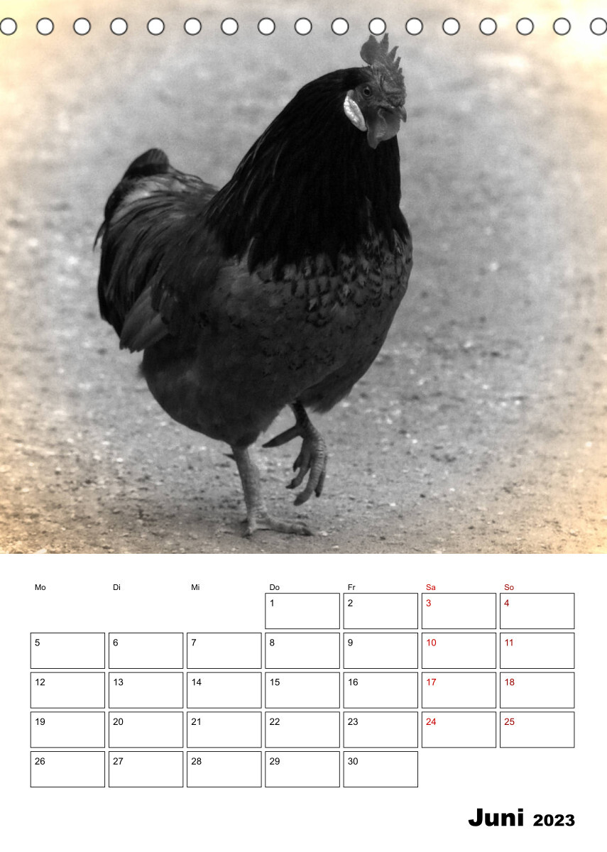 Bauernhoftiere ganz nah - Nostalgie Edition (Tischkalender 2023 DIN A5 hoch)