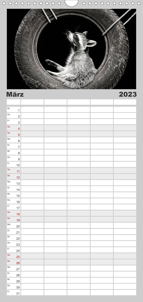 Familienplaner Waschbären - Maskierte Gauner (Wandkalender 2023 , 21 cm x 45 cm, hoch)