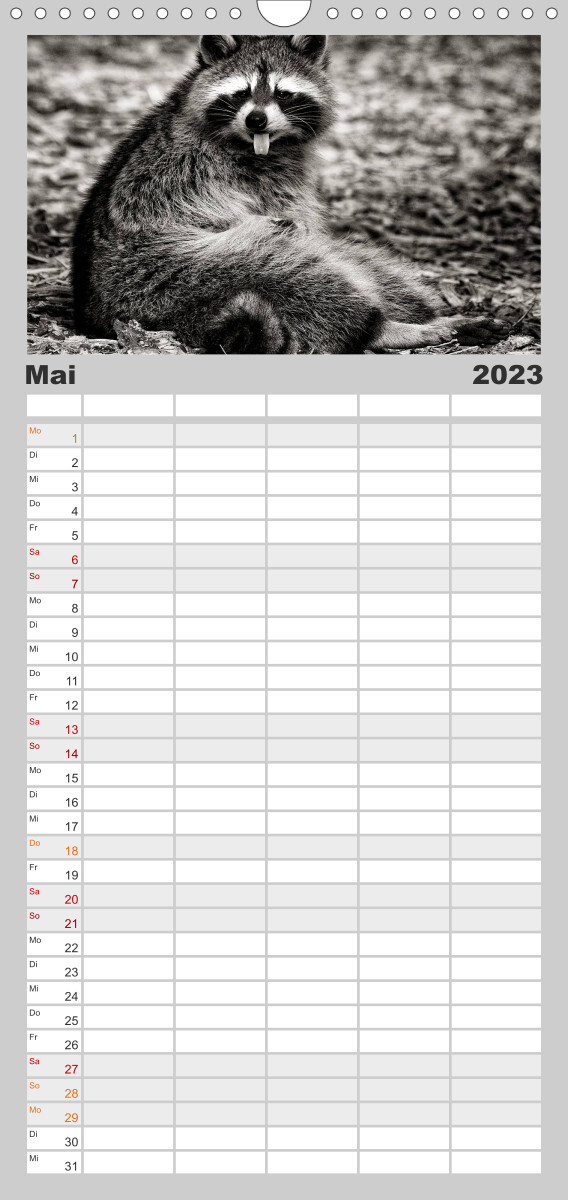 Familienplaner Waschbären - Maskierte Gauner (Wandkalender 2023 , 21 cm x 45 cm, hoch)