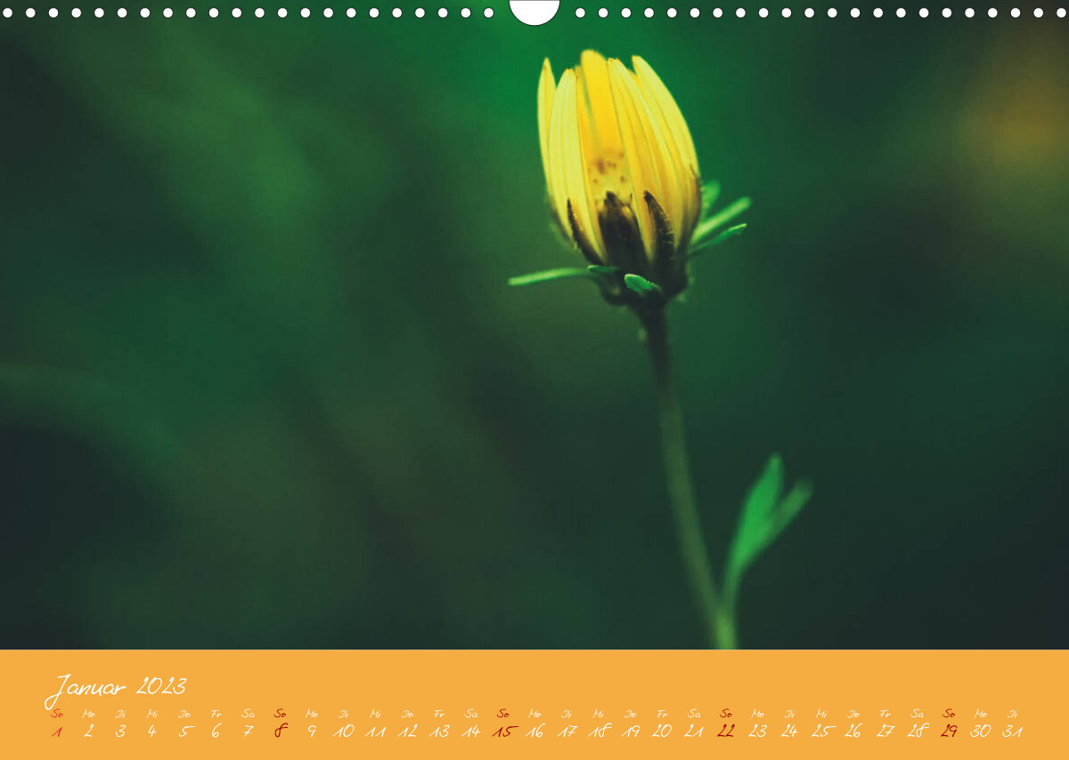 Farbenreiche Blumenmomente (Wandkalender 2023 DIN A3 quer)