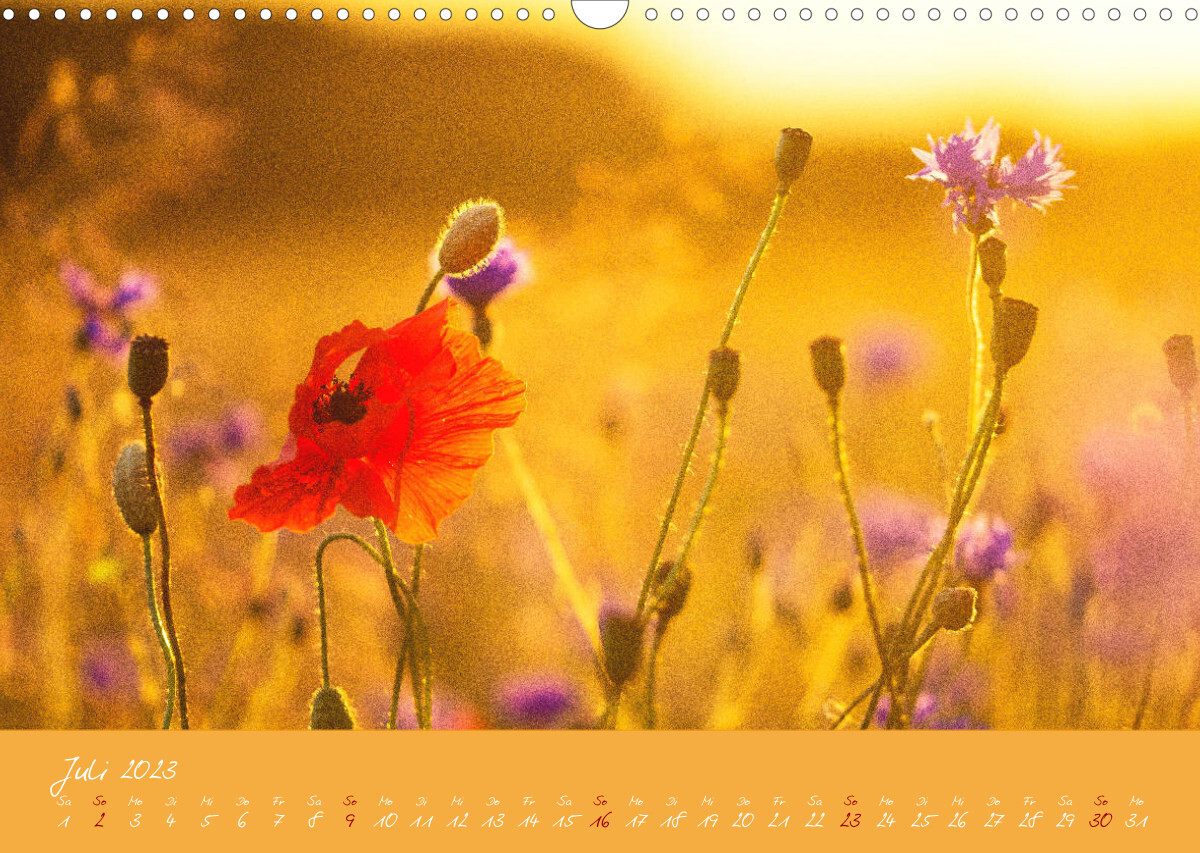 Farbenreiche Blumenmomente (Wandkalender 2023 DIN A3 quer)