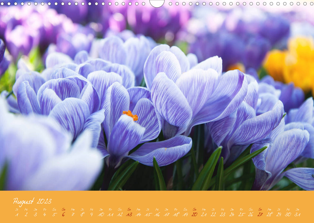Farbenreiche Blumenmomente (Wandkalender 2023 DIN A3 quer)