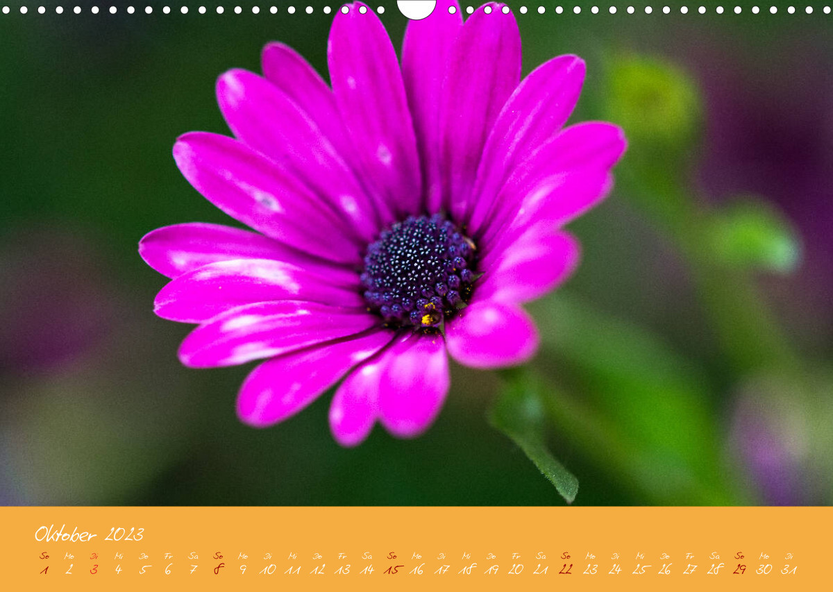 Farbenreiche Blumenmomente (Wandkalender 2023 DIN A3 quer)