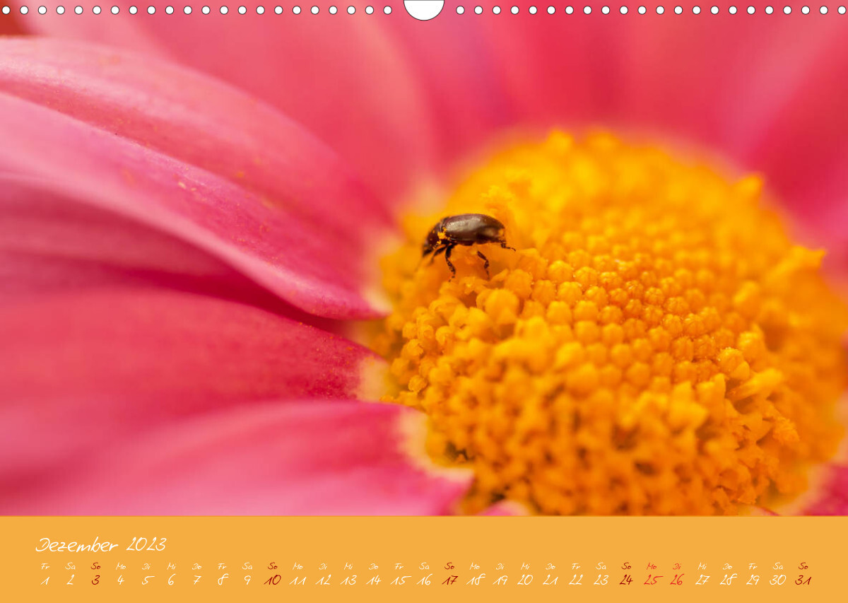 Farbenreiche Blumenmomente (Wandkalender 2023 DIN A3 quer)