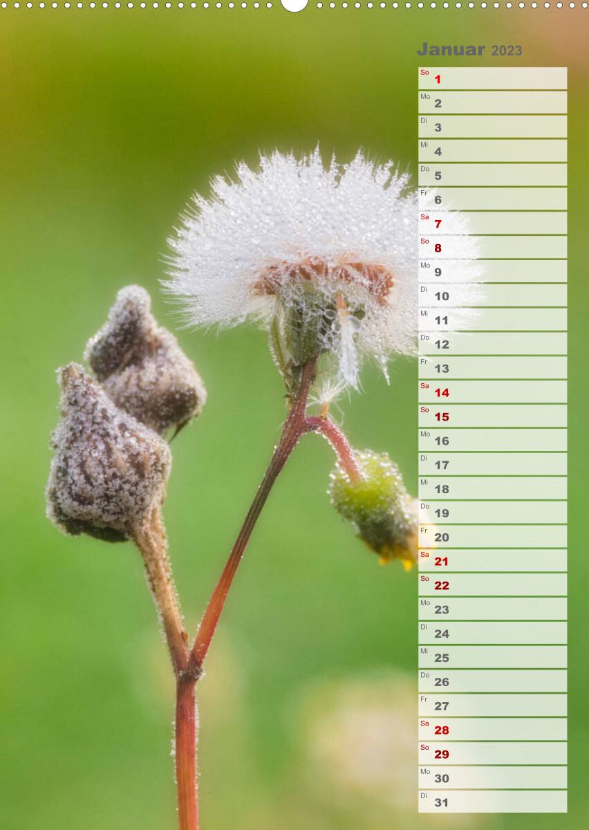 Wilde Blumen träumen (Wandkalender 2023 DIN A2 hoch)