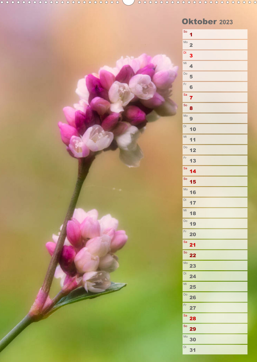 Wilde Blumen träumen (Wandkalender 2023 DIN A2 hoch)