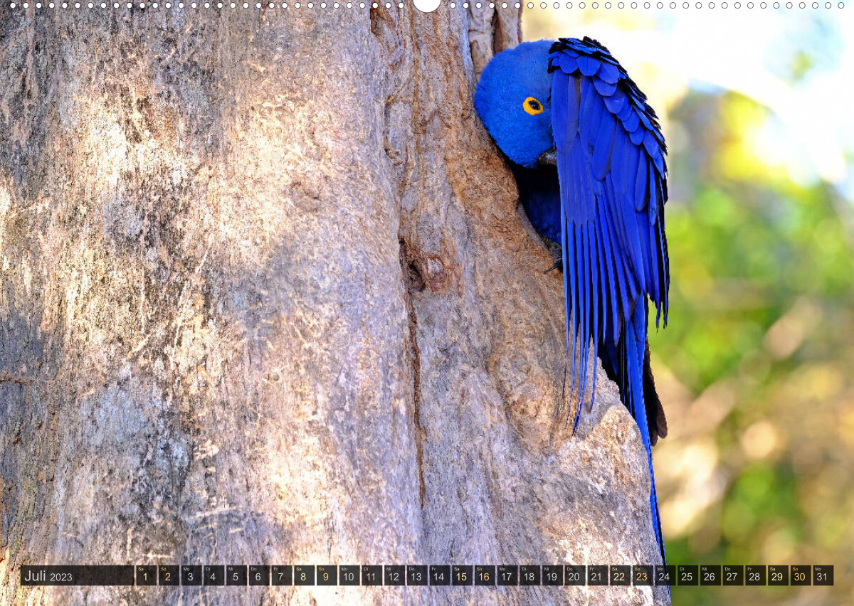 Tiere im Pantanal - viaje.ch (Wandkalender 2023 DIN A2 quer)