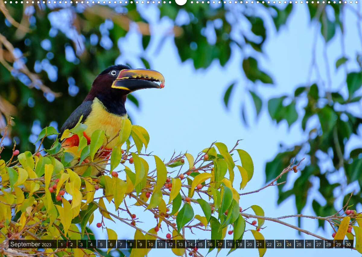 Tiere im Pantanal - viaje.ch (Wandkalender 2023 DIN A2 quer)