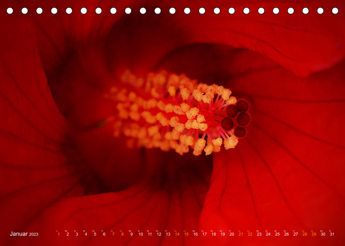 DEEP INSIDE - Blütenmakros (Tischkalender 2023 DIN A5 quer)