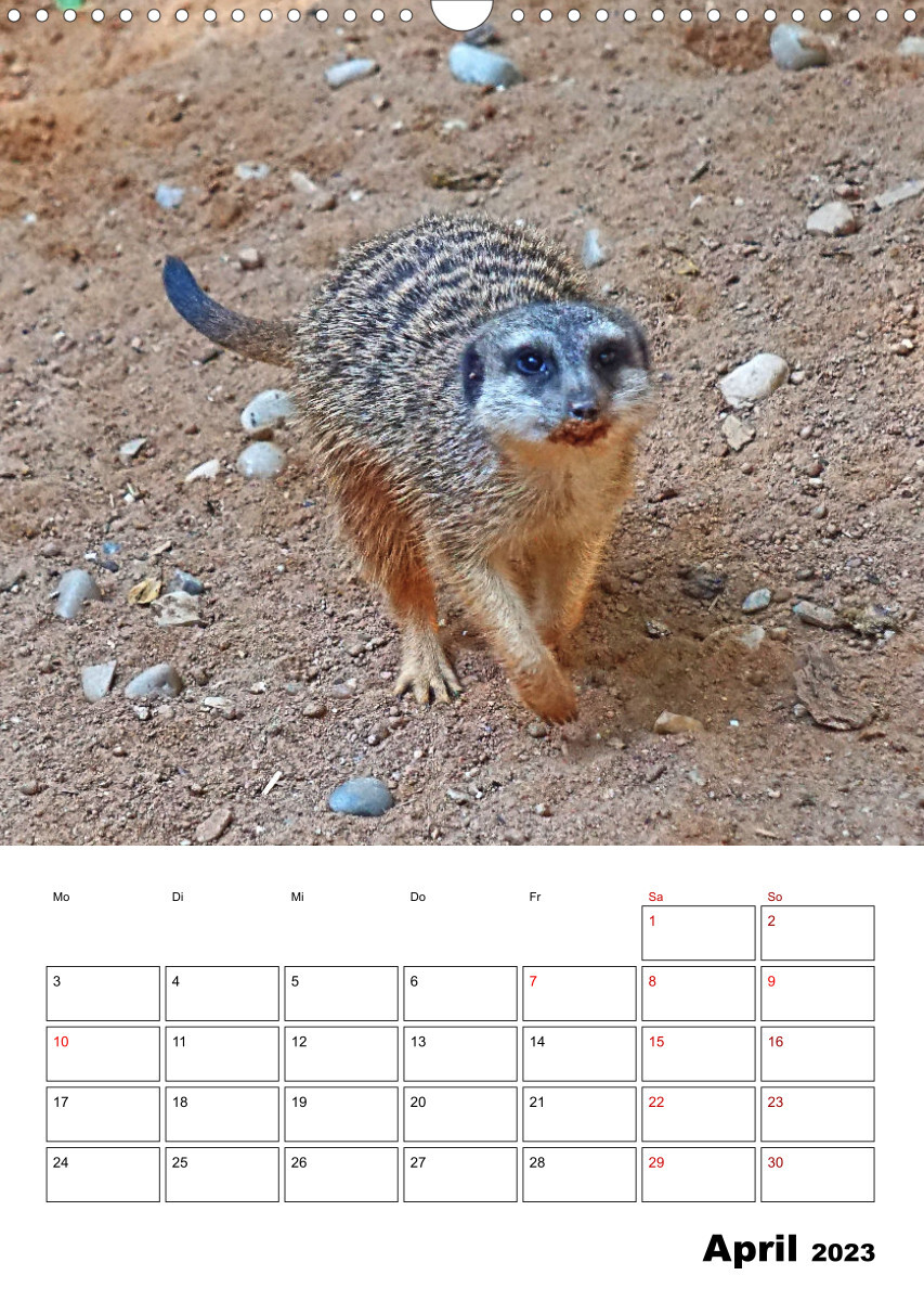 Niedliche Erdmännchen (Wandkalender 2023 DIN A3 hoch)