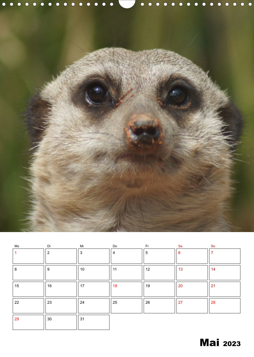 Niedliche Erdmännchen (Wandkalender 2023 DIN A3 hoch)