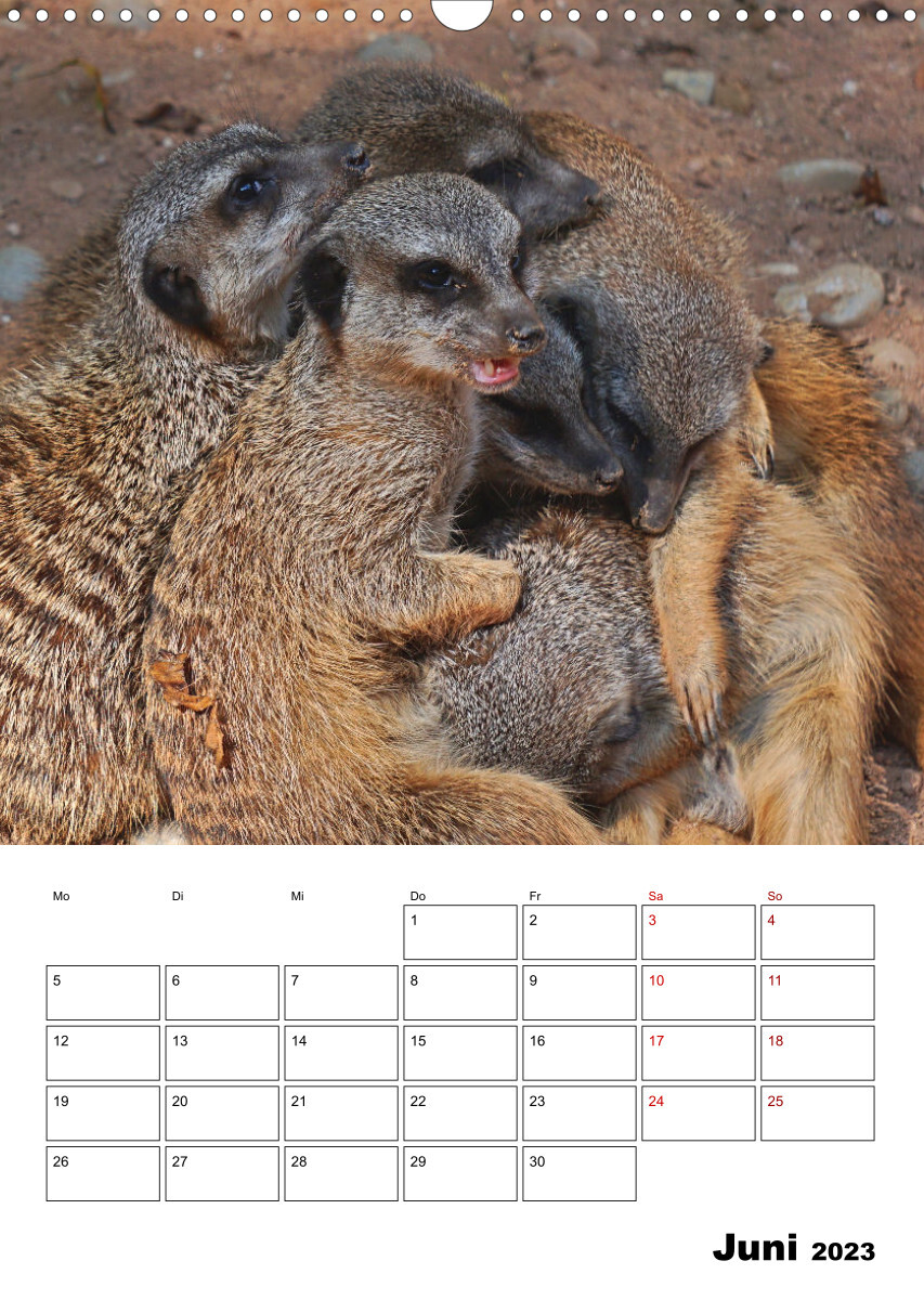 Niedliche Erdmännchen (Wandkalender 2023 DIN A3 hoch)