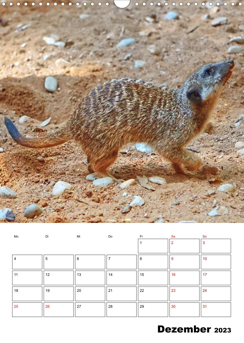 Niedliche Erdmännchen (Wandkalender 2023 DIN A3 hoch)