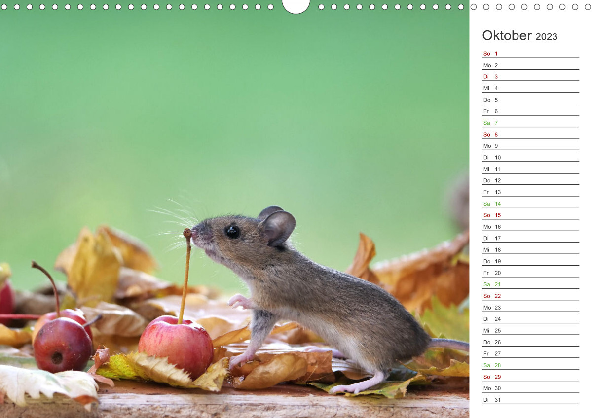 "KÜDDELs" GartenZeit (Wandkalender 2023 DIN A3 quer)